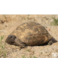 گونه لاکپشت مهمیزدار Mediterranean Spur-thighed Tortoise